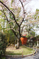 桜雲合祀　桜の木